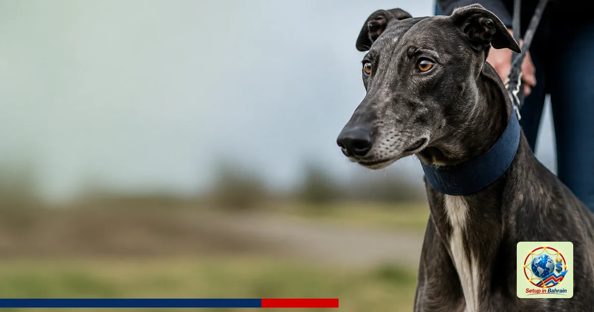 Editorial visual representing one concrete editorial subject illustrating Rehoming Ex-Racing Greyhounds in Wales: What Change